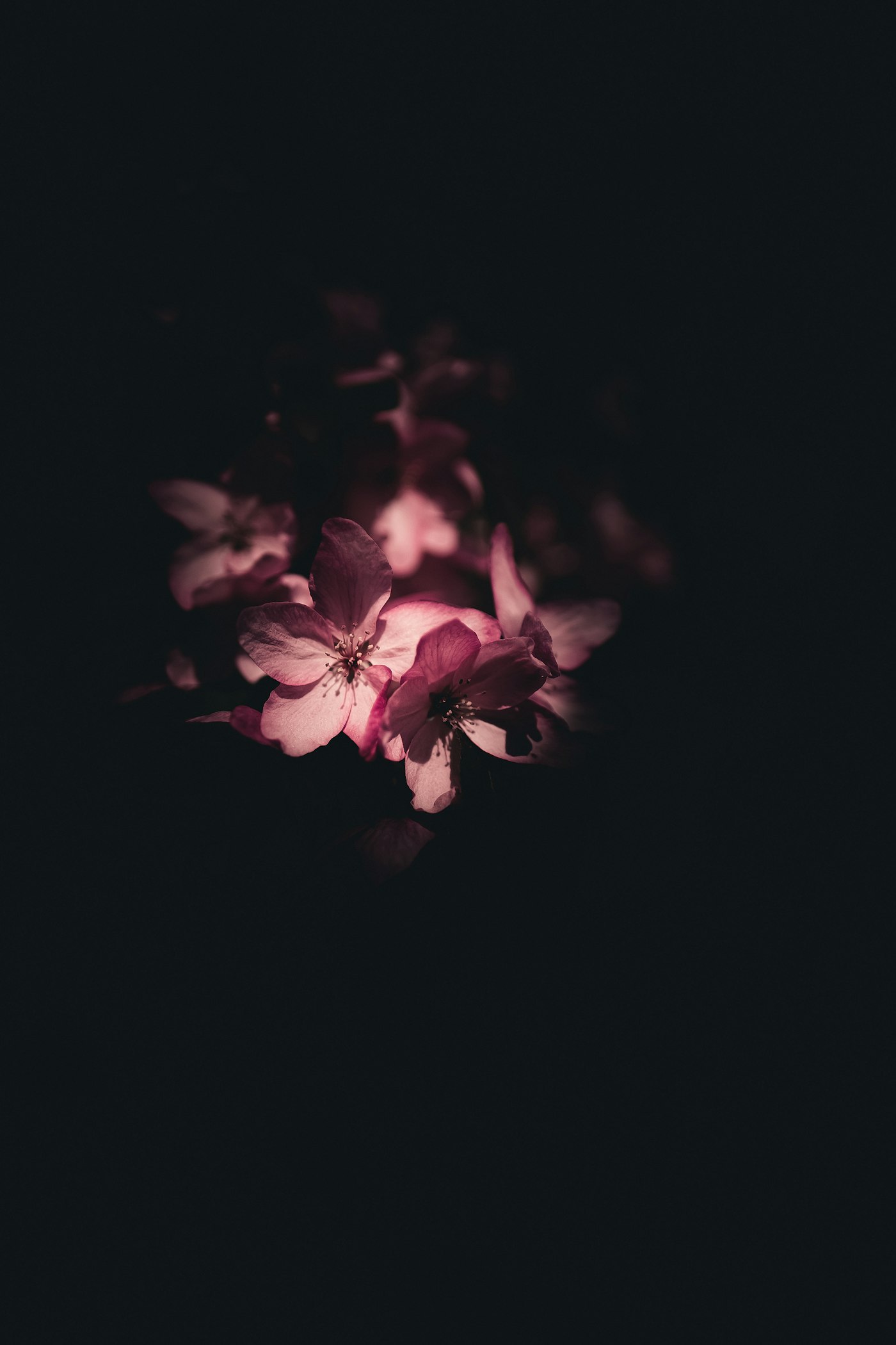 Flor de azahar